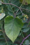 Angularfruit milkvine